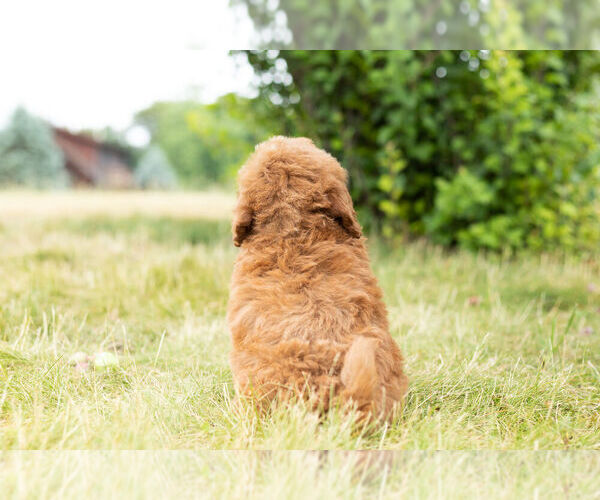 Medium Photo #14 Goldendoodle (Miniature) Puppy For Sale in WARSAW, IN, USA