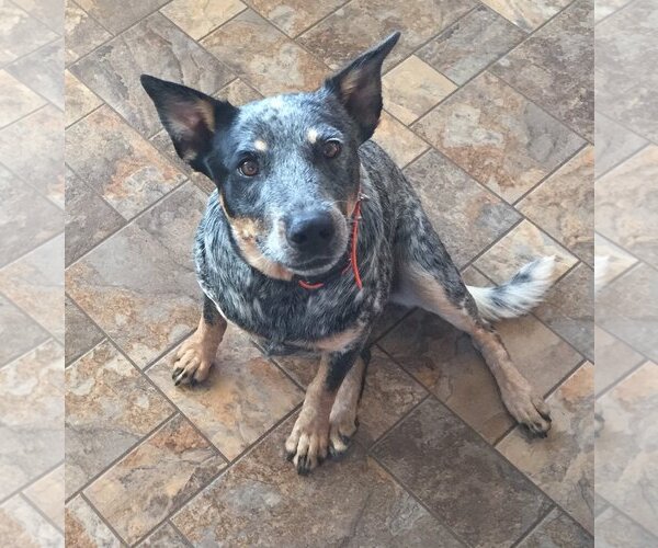 Medium Photo #1 Mutt Puppy For Sale in  Ramona, CA, USA