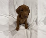 Puppy Orange Girl Rhodesian Ridgeback