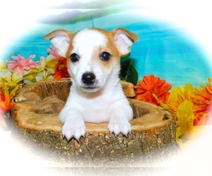 Jack-Rat Terrier Puppy for sale in HAMMOND, IN, USA