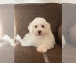 Small #10 Bichon Frise