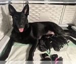 Small Photo #1 German Shepherd Dog Puppy For Sale in BRANFORD, FL, USA