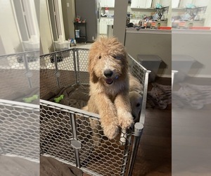 Doodle-Goldendoodle Mix Puppy for sale in SAN ANTONIO, TX, USA