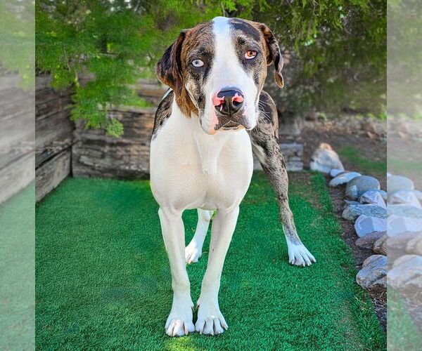 Medium Photo #2 Catahoula Leopard Dog-Great Dane Mix Puppy For Sale in Albuquerque, NM, USA