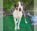 Small #1 Catahoula Leopard Dog-Great Dane Mix
