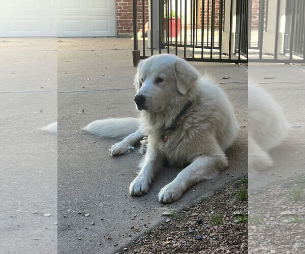 Medium Photo #5 Great Pyrenees Puppy For Sale in Houston, TX, USA