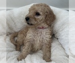 Small Photo #5 Goldendoodle Puppy For Sale in COLORADO SPRINGS, CO, USA