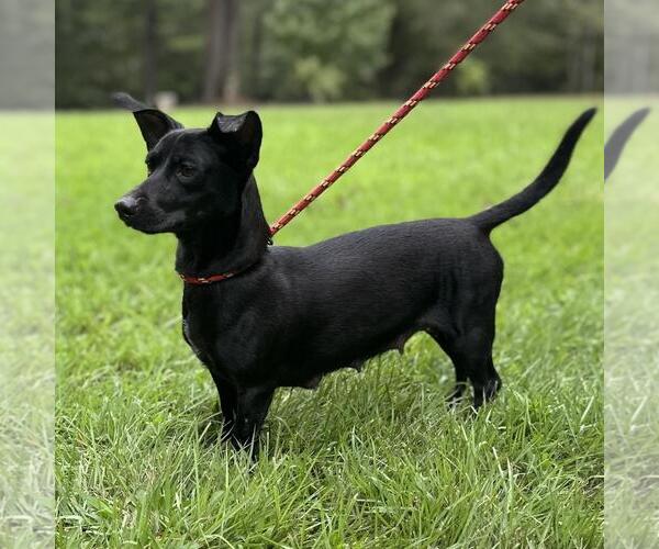 Medium Photo #3 Dachshund-Unknown Mix Puppy For Sale in Yardley, PA, USA