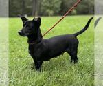 Small #2 Dachshund Mix