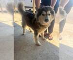 Small #3 Siberian Husky Mix