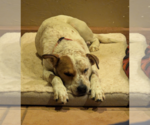 Small #2 Mutt