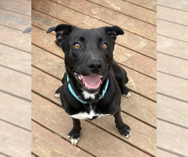 Medium Photo #7 Mutt Puppy For Sale in Calhoun, GA, USA