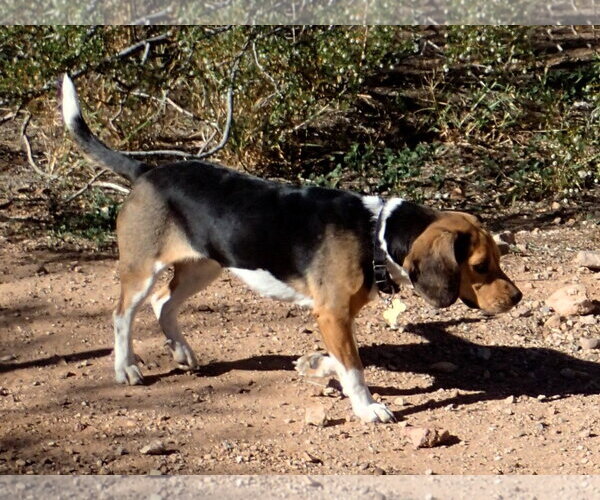 Medium Photo #1 Beagle-Unknown Mix Puppy For Sale in Tucson, AZ, USA
