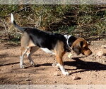Stormy - Female Beagle-Unknown Mix Dog for Adoption - Small photo