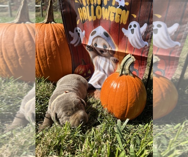 Medium Photo #11 Labrador Retriever Puppy For Sale in NEOLA, WV, USA