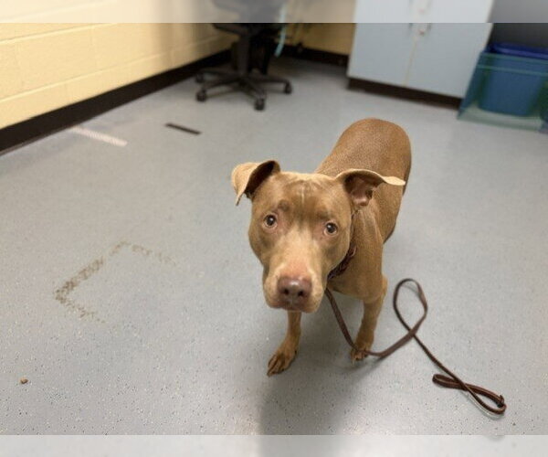 Medium Photo #1 American Pit Bull Terrier Puppy For Sale in Denver, CO, USA