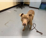 Small American Pit Bull Terrier