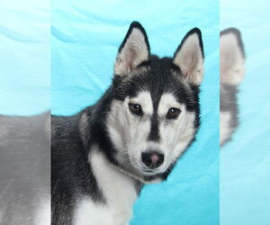 Siberian Husky Dogs for adoption in Burbank, CA, USA
