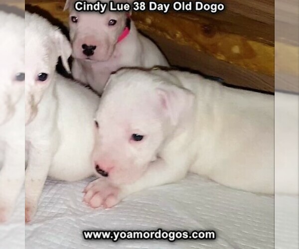 Medium Photo #60 Dogo Argentino Puppy For Sale in PINEVILLE, MO, USA