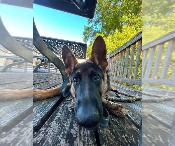 Medium Photo #7 German Shepherd Dog Puppy For Sale in AUGUSTA, GA, USA