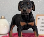 Small #3 Doberman Pinscher