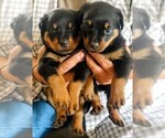 Small Photo #2 Rottweiler Puppy For Sale in ESTILL SPRINGS, TN, USA