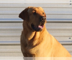 Father of the Labrador Retriever puppies born on 04/05/2025