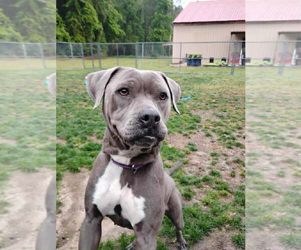 Medium Photo #7 American Pit Bull Terrier-Labrador Retriever Mix Puppy For Sale in Holly Springs, NC, USA