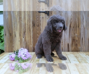 Newfoundland Puppy for sale in SUGARCREEK, OH, USA