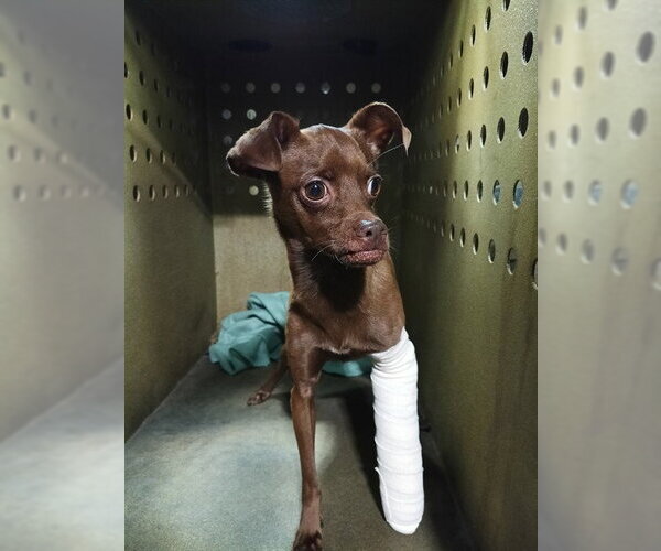 Medium Photo #1 Miniature Pinscher-Unknown Mix Puppy For Sale in Downey, CA, USA