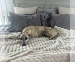 Small #14 Whippet