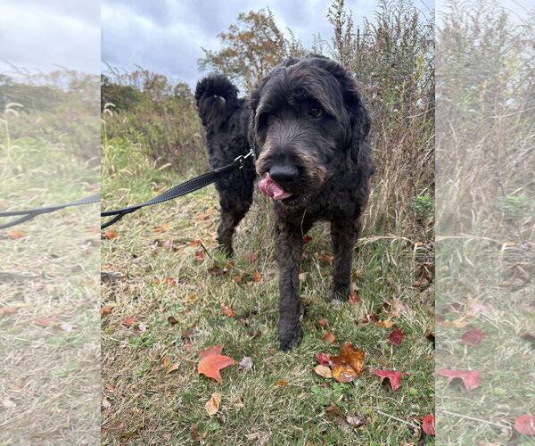 Medium Photo #7 Labradoodle Puppy For Sale in Westwood, NJ, USA