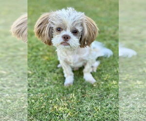 Shih Tzu Dogs for adoption in PIPE CREEK, TX, USA