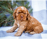 Small #8 Cocker Spaniel