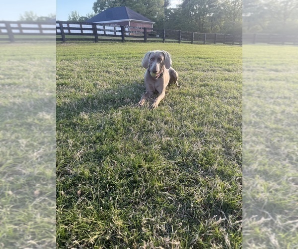 Medium Photo #1 Weimaraner Puppy For Sale in DACULA, GA, USA