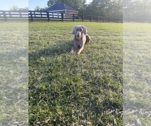 Father of the Weimaraner puppies born on 04/24/2025