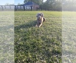 Small Photo #1 Weimaraner Puppy For Sale in DACULA, GA, USA