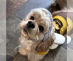 Small Photo #1 Cockapoo (Miniature) Puppy For Sale in BUCKLEY, WA, USA