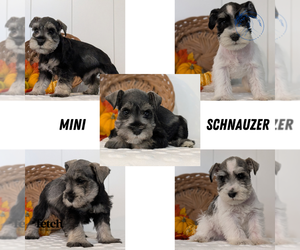 Schnauzer (Miniature) Puppy for sale in GOSHEN, IN, USA