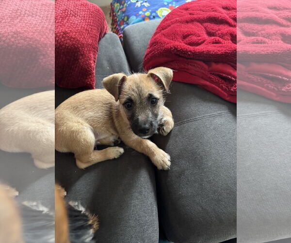 Medium Photo #1 Mutt Puppy For Sale in Woodland, CA, USA