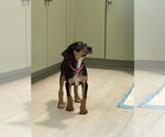 Small #7 Doberman Pinscher Mix