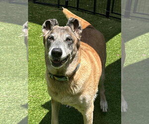 REMY-FL - COURTESY POST - Female Mutt Dog for Adoption