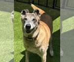 REMY-FL - COURTESY POST - Female Mutt Dog for Adoption - Small photo