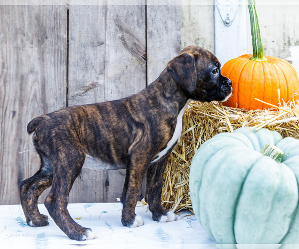 Medium Photo #6 Boxer Puppy For Sale in WAKARUSA, IN, USA
