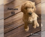 Small Photo #1 Goldendoodle Puppy For Sale in SHAWANO, WI, USA
