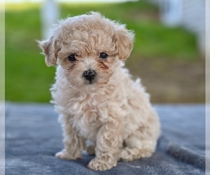 Poodle (Toy) Puppy for sale in MILLERSBURG, OH, USA
