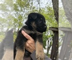 Small #3 German Shepherd Dog