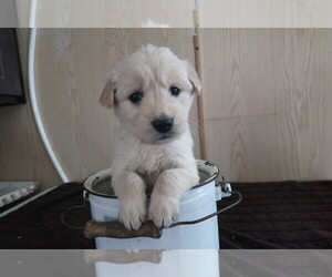English Cream Golden Retriever Puppy for sale in INDIANAPOLIS, IN, USA
