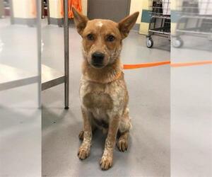 Australian Cattle Dog Dogs for adoption in Riverside, CA, USA