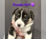 Small Photo #13 American Corgi Puppy For Sale in JEFFERSON, GA, USA